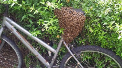 A swarm did get on your bike!