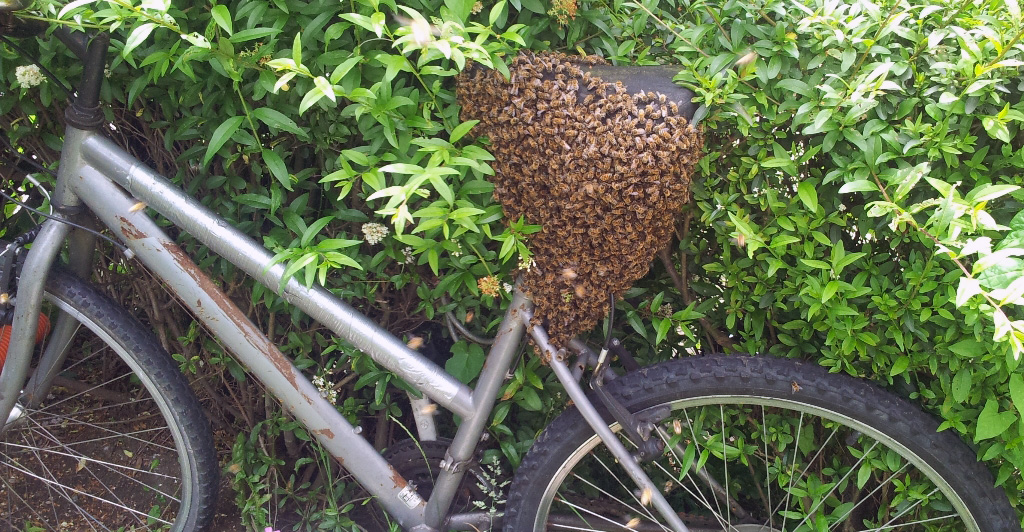 A swarm did get on your bike!