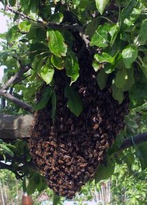 Swarm of honeybees