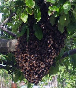 Swarm of honeybees