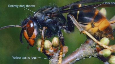 Asian Hornet (vespa velutina)