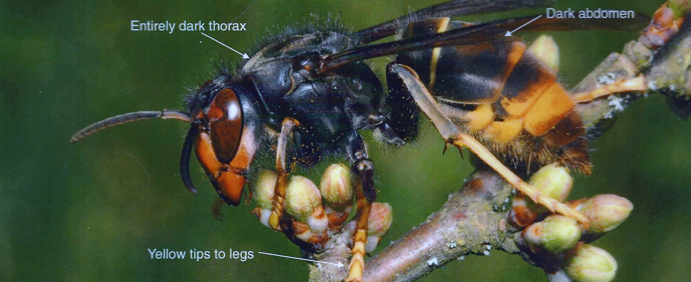 Asian Hornet (vespa velutina)